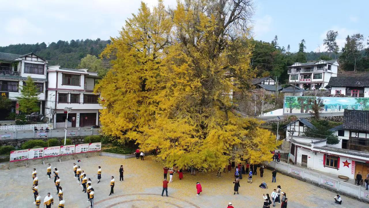 六屯鎮(zhèn)大木村杏樹1.jpg