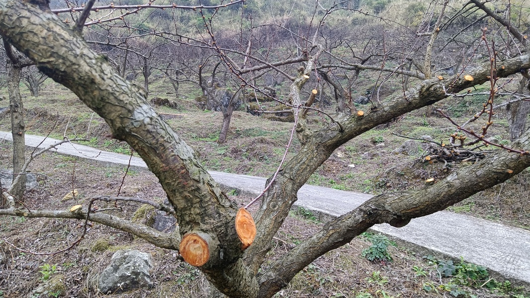 修文縣灑坪鎮(zhèn)蜈蚣橋村：加強果園管理  提升蜜李品質